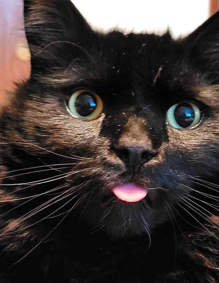 Sugar Bear joined the competition — help win amazing prizes! black_cat, bombay, carnivore, cat, close_up, darkness, domestic_short_haired_cat, electric_blue, felidae, fur, iris, small_to_medium_sized_cats, snout, terrestrial_animal, whiskers