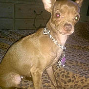 Coco is registered to the contest to win money with this photo: animal, blanket, brown_dog, canine, chain_collar, collar, companion, dog, domestic, dresser, ears, furniture, household, indoor, leopard_print, pet, red_eye, room, sitting, small_dog