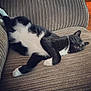 cat, black_and_white, sleeping, relaxed, couch, indoor, pet, feline, fur, whiskers, paws, cozy, home, texture, comfort, resting, animal, domestic, cute, soft