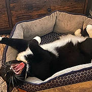 Loki joined the competition — help win amazing prizes! cat, black_and_white, pet_bed, indoor, yawning, lying_down, cozy, fur, whiskers, mouth_open, tongue, claws, relaxed, home, wooden_furniture, carpet, resting, cute, animal, playful