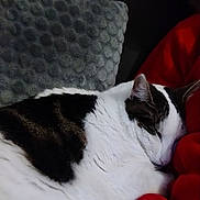 Filou a rejoint le concours — aidez-le/la à gagner de superbes lots ! cat, sleeping, white, black, fur, cushion, blanket, red, gray, cozy, indoor, pet, resting, closeup, feline, comfort, relaxation, animal, cute, domestic