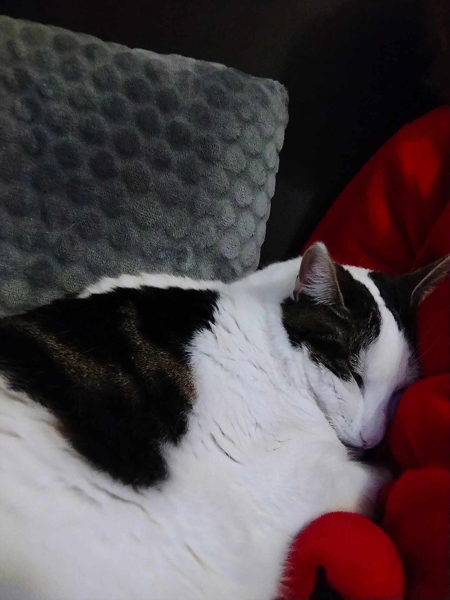 Filou a rejoint le concours — aidez-le/la à gagner de superbes lots ! cat, sleeping, white, black, fur, cushion, blanket, red, gray, cozy, indoor, pet, resting, closeup, feline, comfort, relaxation, animal, cute, domestic