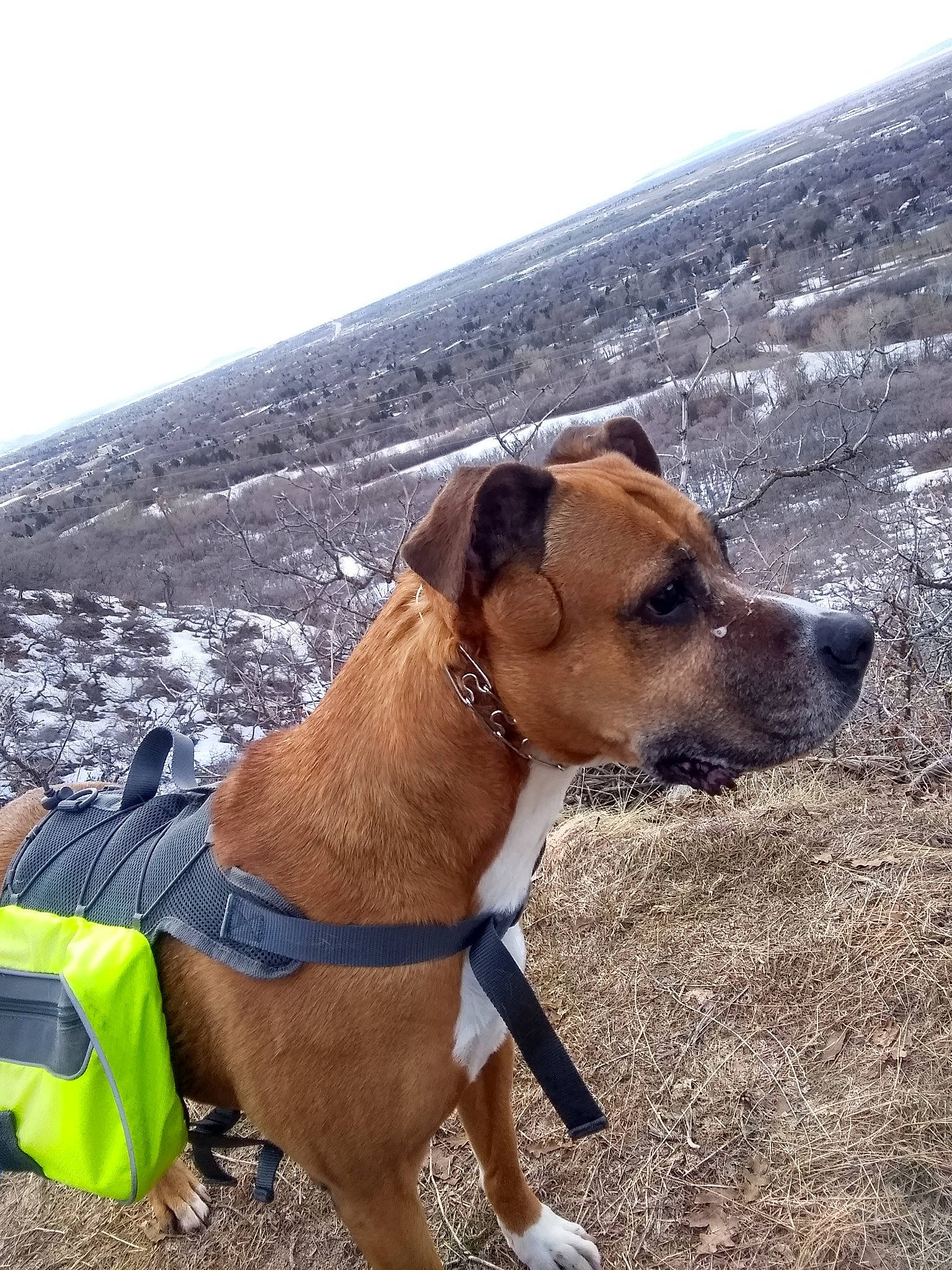 Jade joined the competition — help win amazing prizes! adventure, africanis, canidae, carnivore, dog, dog_breed, fawn, leash, mountain, mountain_cur, potcake_dog, snout