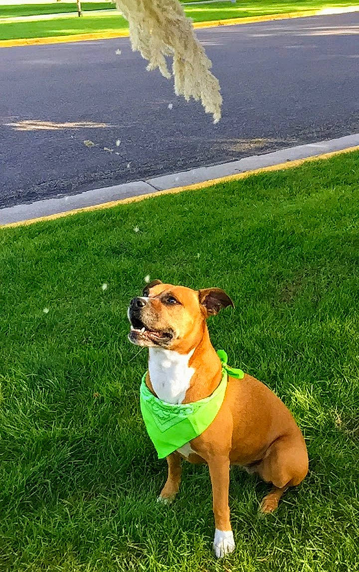 Jade joined the competition — help win amazing prizes! australian_bulldog, british_bulldogs, bulldog, canidae, carnivore, companion_dog, dog, dog_breed, dog_walking, fawn, grass, green, lawn, mammal, old_english_bulldog, olde_english_bulldogge, plant, snout, sporting_group, staffordshire_bull_terrier