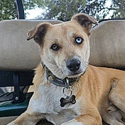 Dudley joined the competition — help win amazing prizes! animal, beige_seat, blue_eye, brown_eye, canine, close_up, collar, companion, dog, dog_tag, fur, heterochromia, looking_at_camera, nature, outdoor, paw, pet, relaxed, seated, trees
