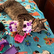 Chloe joined the competition — help win amazing prizes! cat, tabby_cat, plush_toy, purple, blanket, animal_print, toy_car, toy, indoor, pet, cute, sleepy, feline, soft_toy, colorful, playful, resting, cozy, fur, collar