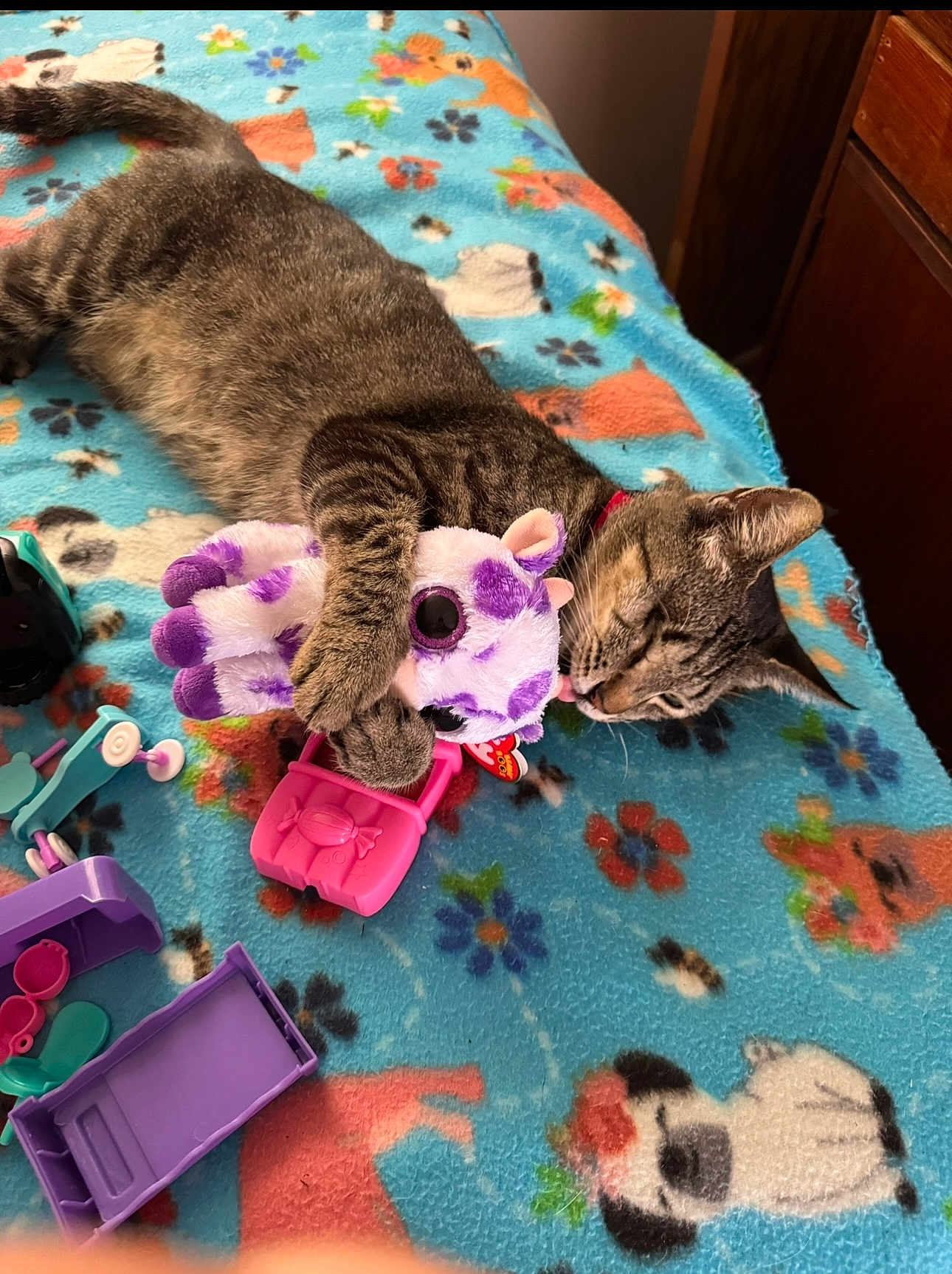 Chloe joined the competition — help win amazing prizes! cat, tabby_cat, plush_toy, purple, blanket, animal_print, toy_car, toy, indoor, pet, cute, sleepy, feline, soft_toy, colorful, playful, resting, cozy, fur, collar