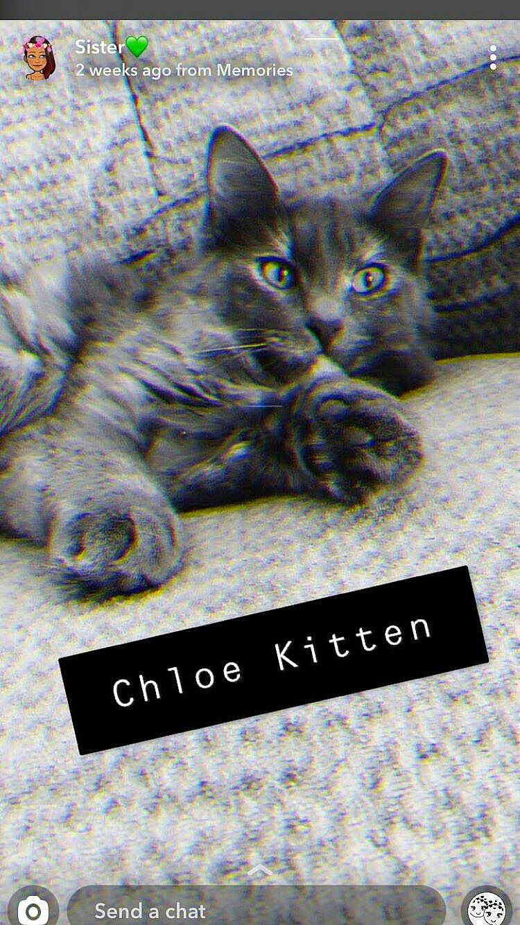 Chloe is registered to the contest to win money with this photo: aegean_cat, asian, carnivore, cat, domestic_short_haired_cat, european_shorthair, felidae, kitten, korat, mammal, photo_caption, small_to_medium_sized_cats, snout, vertebrate, whiskers
