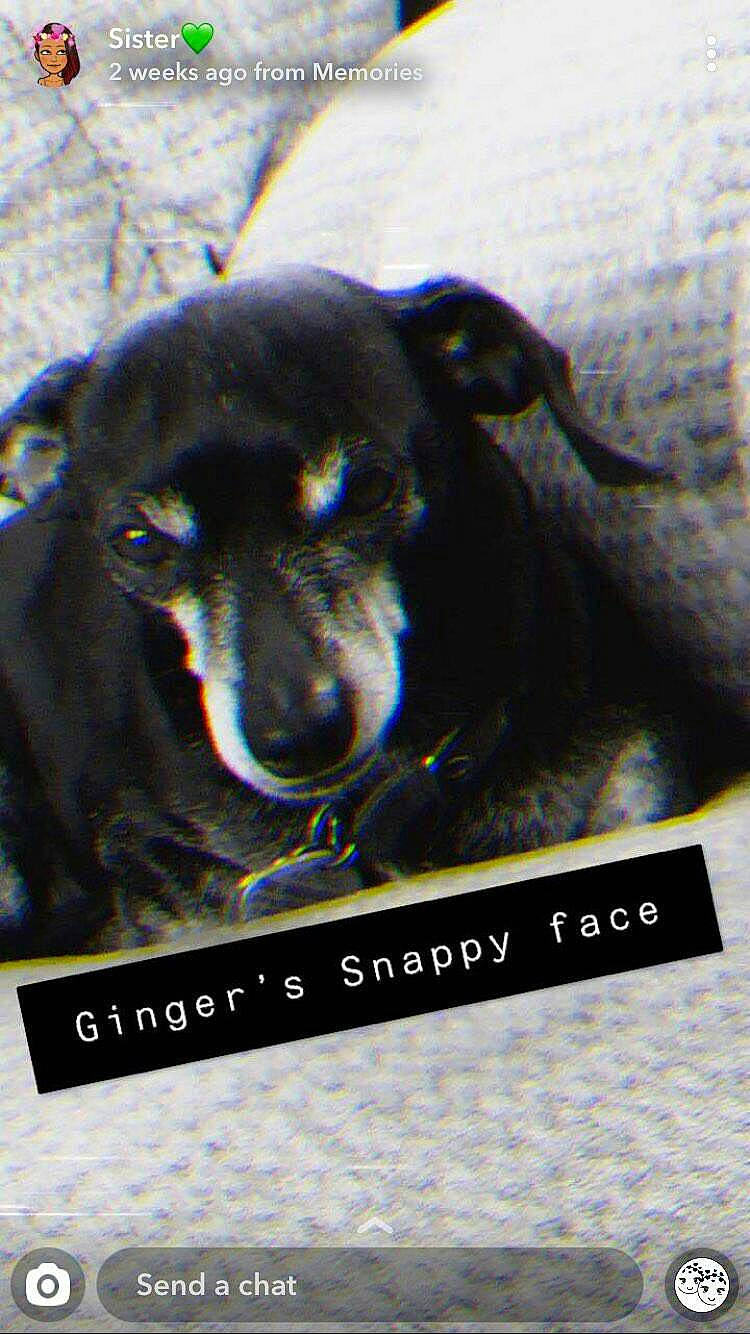 Pepper is registered to the contest to win money with this photo: canidae, carnivore, dog, dog_breed, manchester_terrier, miniature_pinscher, snout, street_dog, toy_manchester_terrier, vertebrate