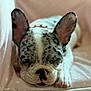 Jewelz is registered to the contest to win money with this photo: close_up, collar, couch, cushion, dog, domestic_animal, ears, french_bulldog, nap, nose, paw, pet, pink, polka_dot, portrait, puppy, relaxed, sleeping, snout, whiskers