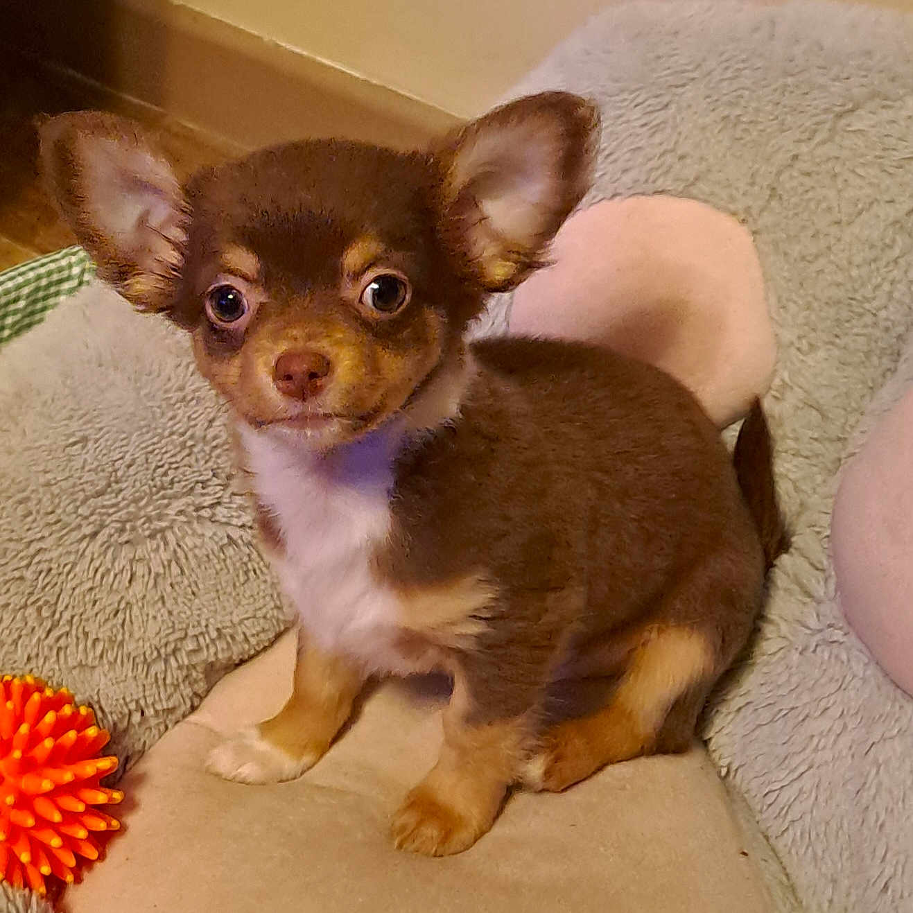 Nadine Magnier a rejoint le concours — aidez-le/la à gagner de superbes lots ! animal, brown_dog, cushion, cute, dog, ears, eyes, floor, fur, indoor, looking, orange_toy, pet, puppy, sitting, small_dog, soft, tan_dog, toy, young