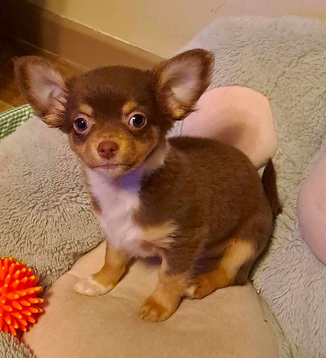 Nadine Magnier a rejoint le concours — aidez-le/la à gagner de superbes lots ! puppy, dog, small_dog, brown_dog, tan_dog, ears, pet, cute, animal, toy, orange_toy, cushion, soft, indoor, floor, fur, sitting, looking, eyes, young
