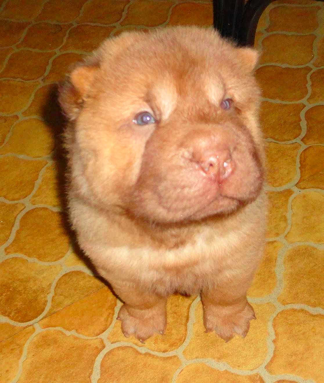 HOOCH