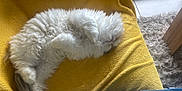 Sushi a rejoint le concours — aidez-le/la à gagner de superbes lots ! cat, white_cat, fluffy, sleeping, yellow_blanket, cozy, indoor, fur, curled_up, resting, pet, animal, soft, texture, blanket, rug, relaxing, cute, domestic, feline