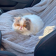 Sushi a rejoint le concours — aidez-le/la à gagner de superbes lots ! cat, fluffy, amber_eyes, car_seat, blanket, pet, animal, indoor, cozy, feline, vehicle_interior, comfort, resting, cute, domestic_cat, calm, seatbelt_buckle, car_door, fur, closeup