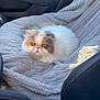 amber_eyes, animal, blanket, calm, car_door, car_seat, cat, closeup, comfort, cozy, cute, domestic_cat, feline, fluffy, fur, indoor, pet, resting, seatbelt_buckle, vehicle_interior