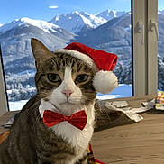 Raclette participe au concours pour gagner de l'argent avec cette photo : cat, tabby, santa_hat, bow_tie, indoor, table, window, mountains, snow, winter, holiday, pet, feline, domestic_animal, cute, animal, portrait, festive, decoration, cozy