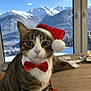 cat, tabby, santa_hat, bow_tie, indoor, table, window, mountains, snow, winter, holiday, pet, feline, domestic_animal, cute, animal, portrait, festive, decoration, cozy