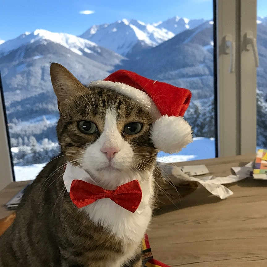 Raclette participe au concours pour gagner de l'argent avec cette photo : animal, bow_tie, cat, cozy, cute, decoration, domestic_animal, feline, festive, holiday, indoor, mountains, pet, portrait, santa_hat, snow, tabby, table, window, winter