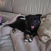 Blue a rejoint le concours — aidez-le/la à gagner de superbes lots ! animal, black_fur, blue_eye, companion, couch, cozy, cushion, cute, dog, fur, home, indoor, lying_down, pet, playful, puppy, relaxed, smiling, soft, unique_eye_color