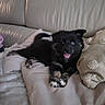 animal, black_fur, blue_eye, companion, couch, cozy, cushion, cute, dog, fur, home, indoor, lying_down, pet, playful, puppy, relaxed, smiling, soft, unique_eye_color