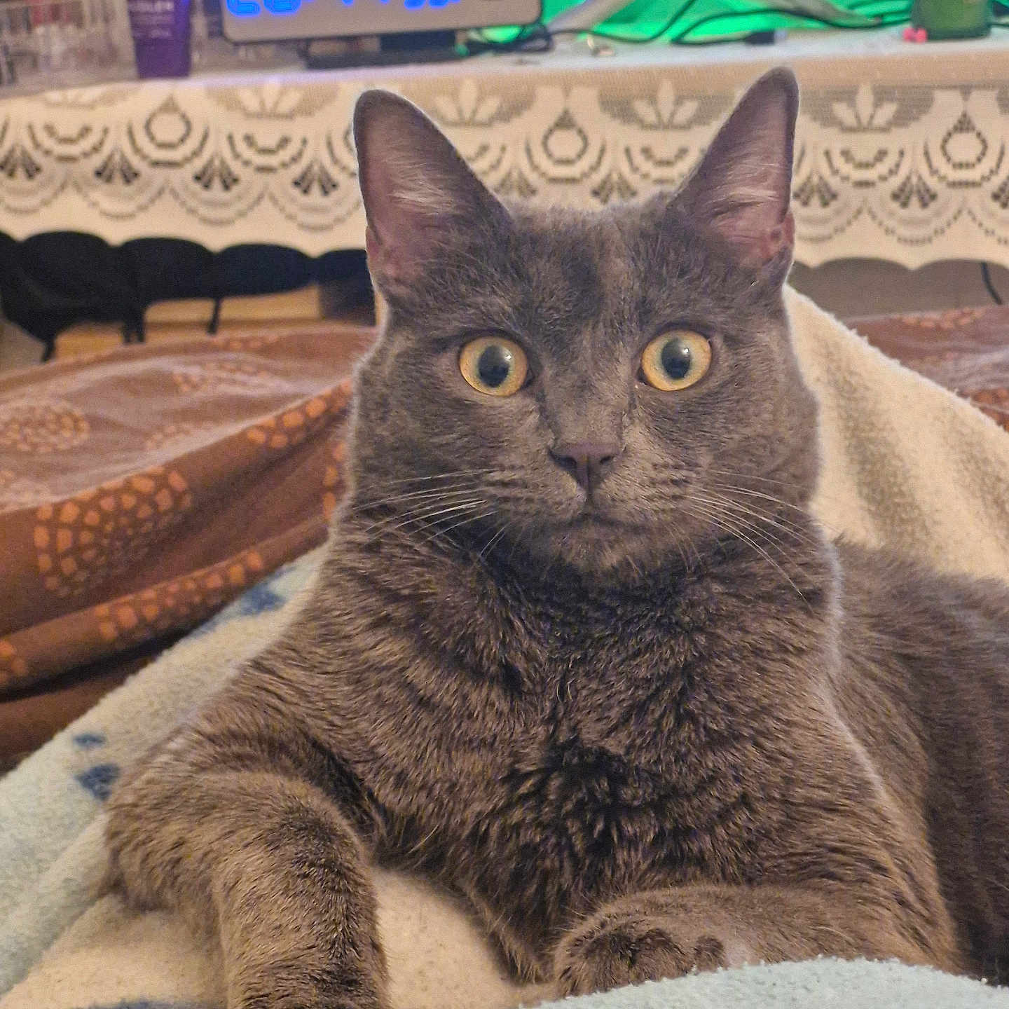 Doudou participe au concours pour gagner de l'argent avec cette photo : abyssinian, animal, blanket, cat, chair, computerhardware, couch, cup, cushion, electronics, furniture, hardware, homedecor, indoors, kitten, manx, monitor, pet, screen, tv
