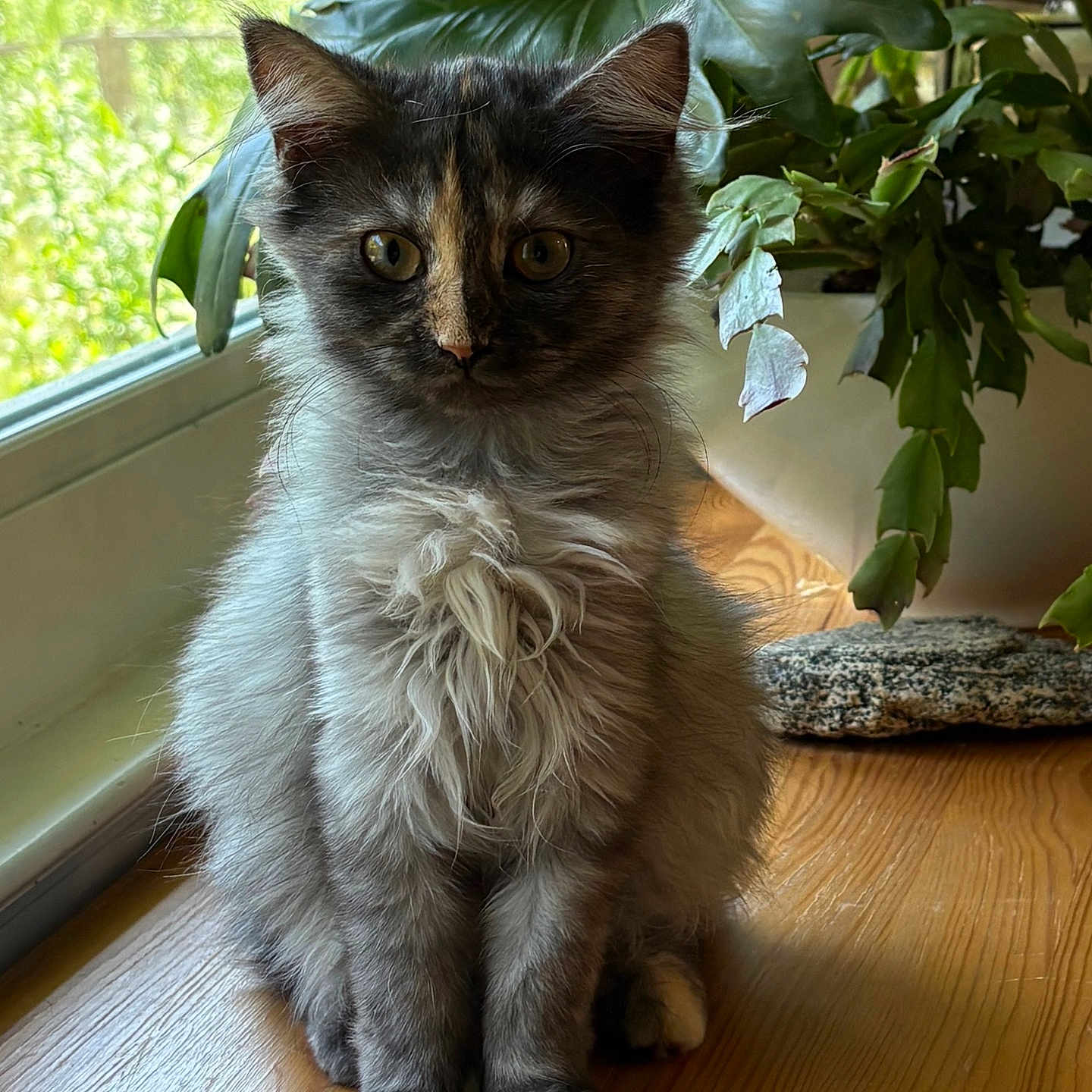 Peaches is registered to the contest to win money with this photo: cat, kitten, fluffy, long_hair, tortoiseshell, gray_fur, black_fur, white_fur, orange markings, portrait, sitting, indoors, houseplant, window, wooden_floor, natural_light, pet, animal, whiskers, yellow_eyes