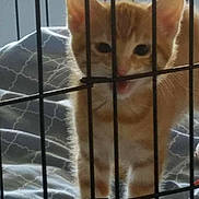 George is registered to the contest to win money with this photo: cat, kitten, orange_tabby, cage, metal_bars, bedding, blanket, indoor, pet, whiskers, ears, meowing, curious, fur, close_up, portrait, eyes, vertical_bars, soft_light, domestic_animal