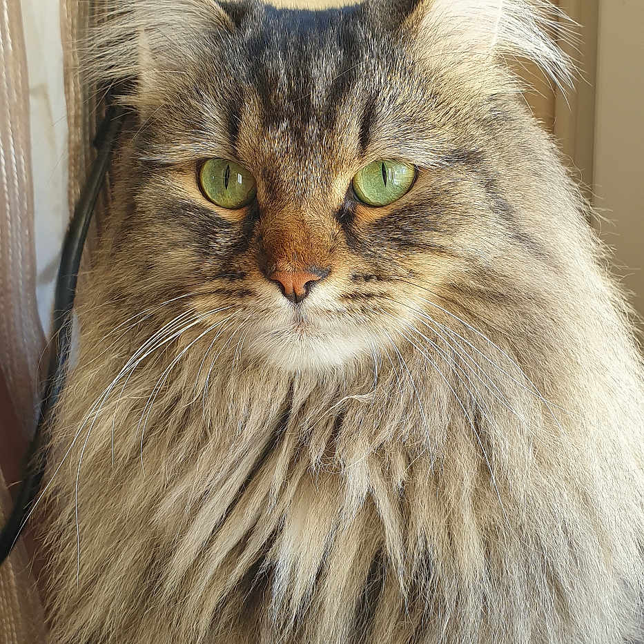 O'Malley participe au concours pour gagner de l'argent avec cette photo : abyssinian, angora, animal, brasssection, cat, couch, furniture, hardwood, horn, kitten, manx, musicalinstrument, pet, plywood, siamese, wood