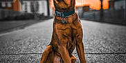 Ronnie joined the competition — help win amazing prizes! animal, blurred_background, brown_fur, calm, canine, collar, dog, evening, fence, house, outdoor, pet, portrait, quiet, road, sitting, sky, street, sunset, urban
