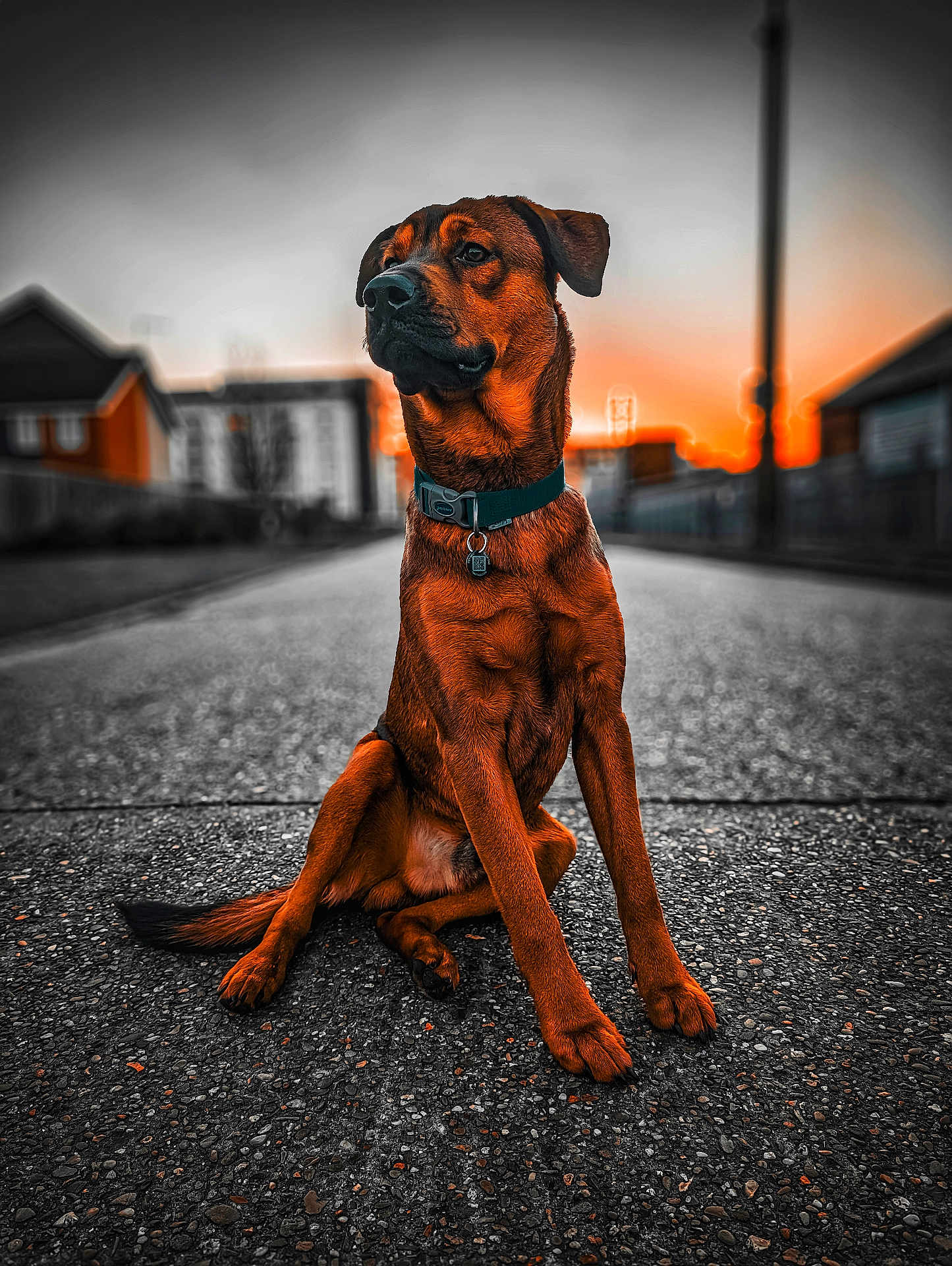 Ronnie is registered to the contest to win money with this photo: alone, animal, background, canine, collar, dog, evening, fence, house, orange, outdoor, pet, portrait, quiet, road, sitting, sky, street, sunset, urban