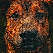 Ronnie is registered to the contest to win money with this photo: animal, background_blur, brown, canine, close_up, detail, dog, expression, eyes, face, fur, macro, muzzle, nature, nose, outdoor, pet, portrait, wet_nose, whiskers