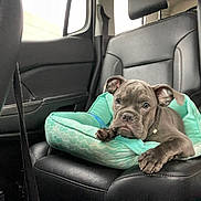 Blu Amoré is registered to the contest to win money with this photo: animal, black, car, car_interior, companion, cute, dog, dog_bed, indoor, leather_seat, mint_green, pet, puppy, relaxed, resting, seat, seatbelt, vehicle, window, young_dog