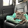 animal, black, car, car_interior, companion, cute, dog, dog_bed, indoor, leather_seat, mint_green, pet, puppy, relaxed, resting, seat, seatbelt, vehicle, window, young_dog