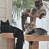 animal, cat, cat_tree, cats, cute, domestic_animal, ears, feline, fluffy, fur, indoor, mammal, palm_leaves, pet, plant, posing, relaxing, tail, whiskers, window