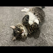 Thor joined the competition — help win amazing prizes! cat, tabby, pet, animal, feline, lying_down, carpet, fur, relaxed, cute, whiskers, paws, indoor, domestic_animal, sleepy, resting, cozy, adorable, mammal, cute_pet