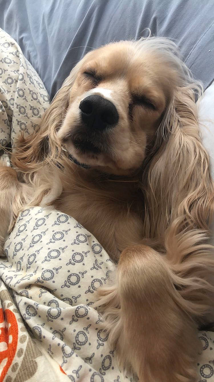 Lucky joined the competition — help win amazing prizes! canidae, carnivore, cocker_spaniel, companion_dog, corgi_chihuahua, dog, dog_breed, dog_supply, fawn, fur, gun_dog, liver, pattern, plant, puppy, snout, spaniel, sporting_group, whiskers