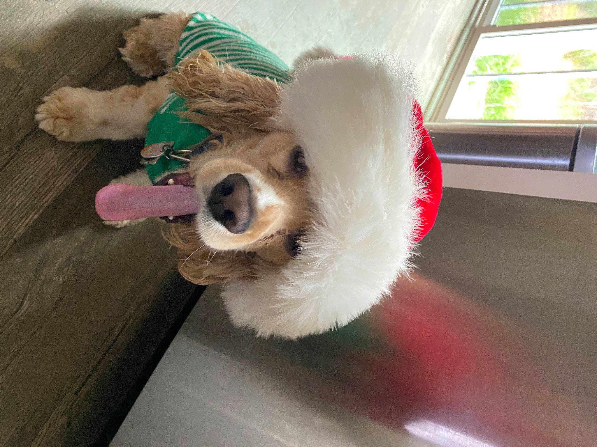 Lucky joined the competition — help win amazing prizes! canidae, carnivore, collar, companion_dog, dog, dog_breed, dog_clothes, dog_supply, dog_toy, fawn, fur, paw, plush, snout, sporting_group, stuffed_toy, toy, toy_dog, whiskers, working_animal