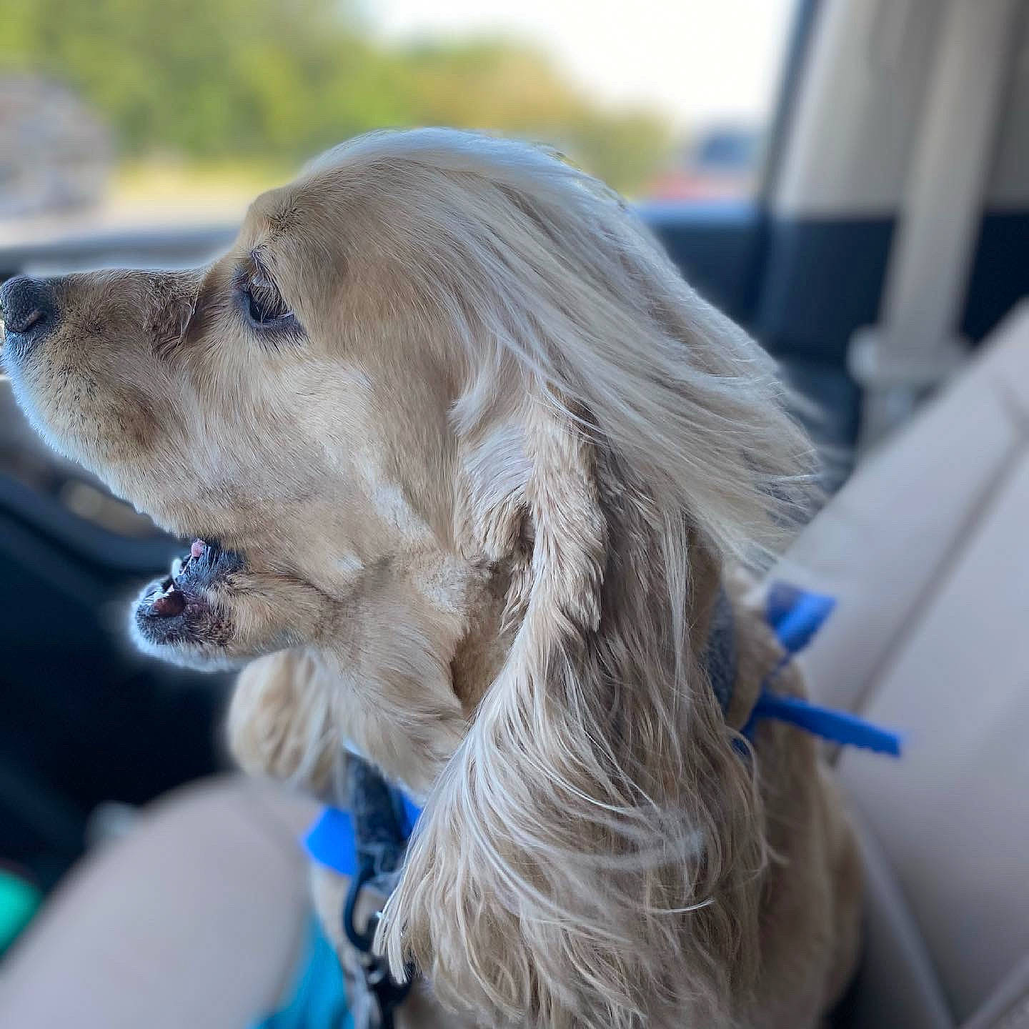 Lucky joined the competition — help win amazing prizes! air_travel, blond, carnivore, collar, companion_dog, dog, dog_breed, dog_collar, electric_blue, fur, gun_dog, happy, liver, sky, sporting_group, whiskers