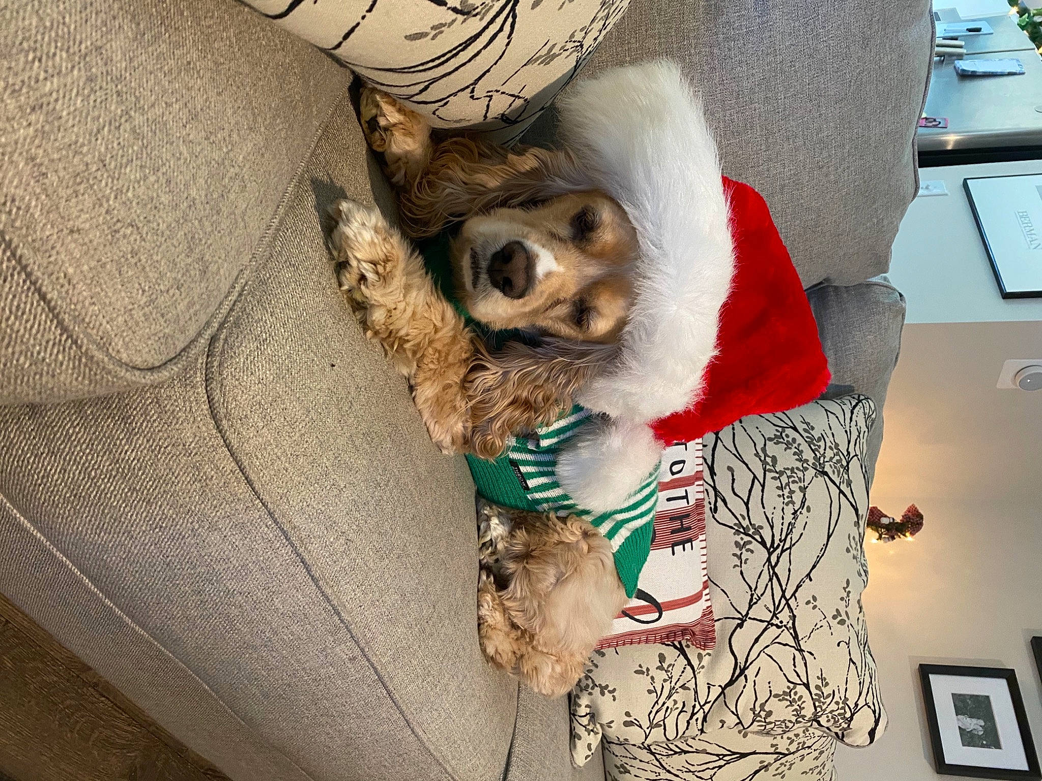 Lucky joined the competition — help win amazing prizes! carnivore, comfort, companion_dog, computer_keyboard, couch, dog, dog_breed, eyewear, fawn, felidae, fur, linens, pattern, paw, picture_frame, selfie, textile, thigh, toy_dog, whiskers