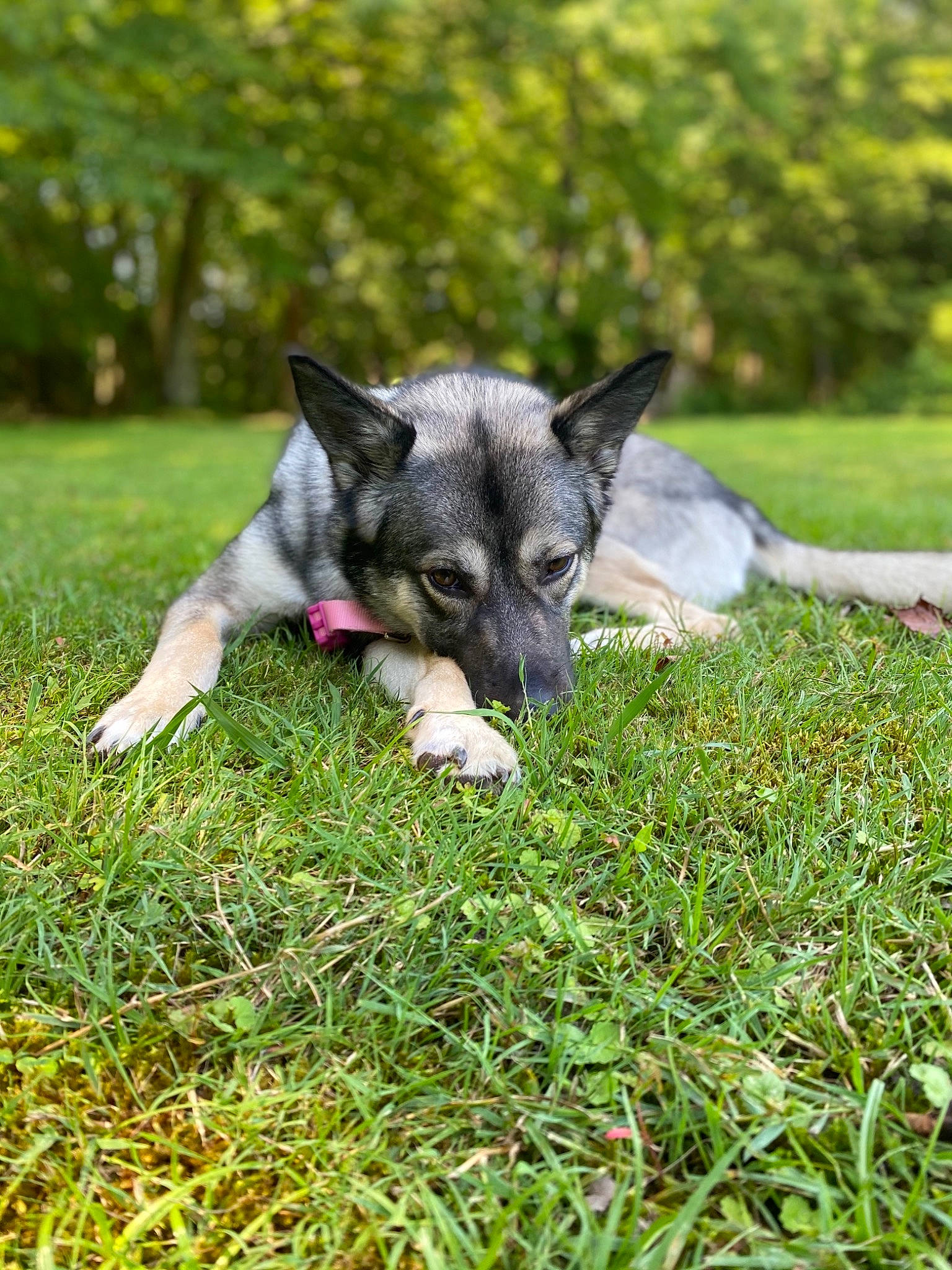 Kona is registered to the contest to win money with this photo: canidae, canis, carnivore, companion_dog, dog, dog_breed, garden, grass, groundcover, herding_dog, lawn, non_sporting_group, plant, puppy, recreation, sporting_group, terrestrial_animal, tree, working_animal, working_dog