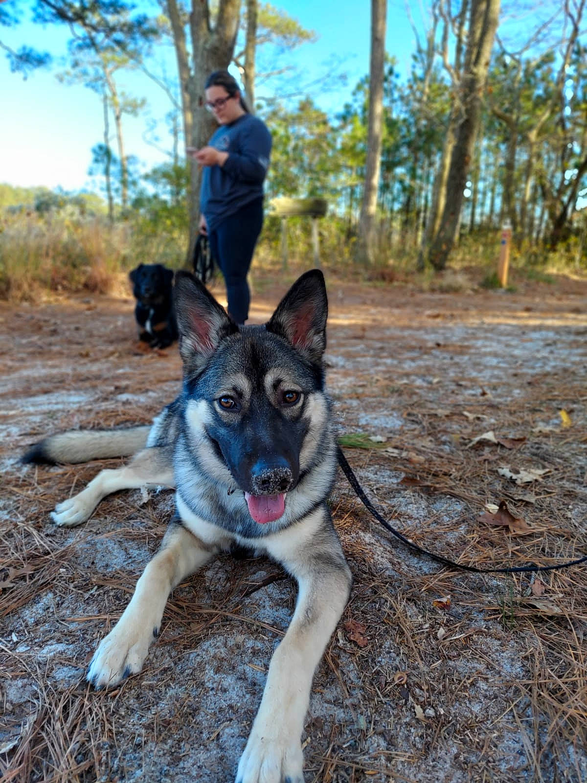 Kona joined the competition — help win amazing prizes! canidae, canis, carnivore, dog, dog_breed, dog_hiking, herding_dog, plant, recreation, sky, soil, sporting_group, tree, working_animal, working_dog