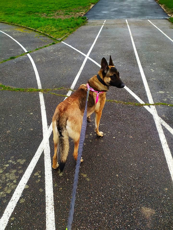 Nala a rejoint le concours — aidez-le/la à gagner de superbes lots ! asphalt, belgian_shepherd, belgian_shepherd_malinois, canidae, carnivore, dog, dog_breed, fashion_accessory, fawn, german_shepherd_dog, infrastructure, leash, police_dog, road, road_surface, sidewalk, sporting_group, street, vehicle, working_dog