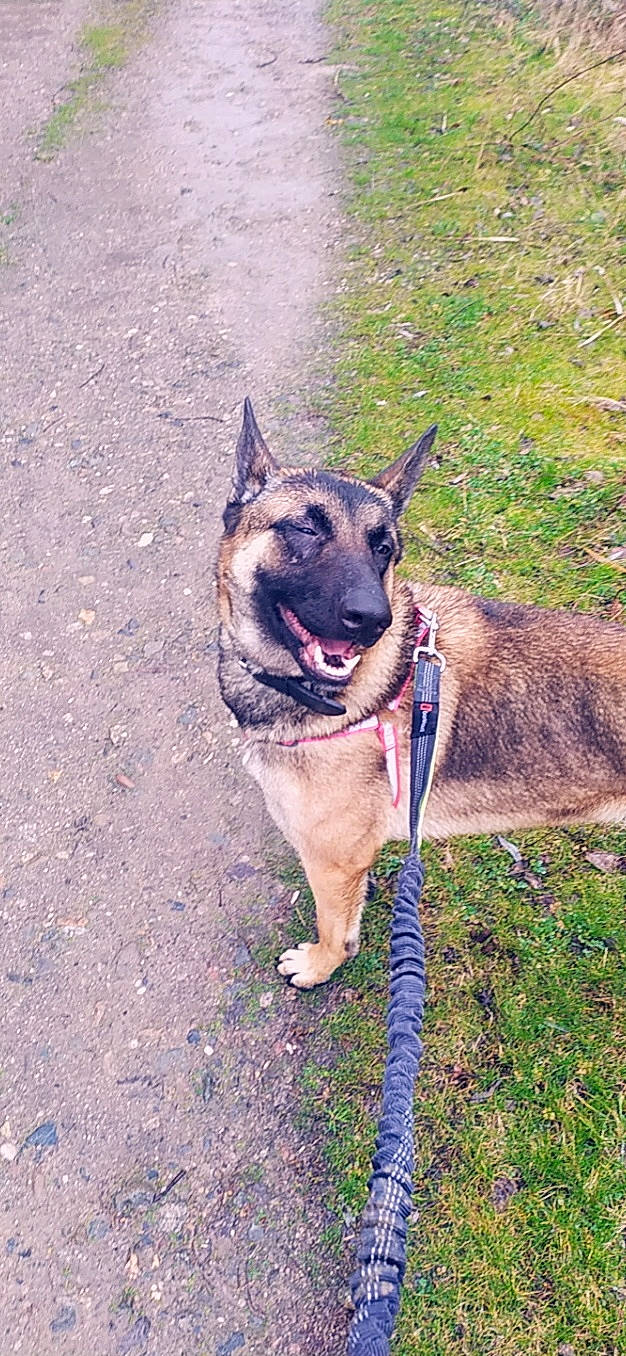 Nala a rejoint le concours — aidez-le/la à gagner de superbes lots ! belgian_shepherd, belgian_shepherd_malinois, canidae, carnivore, dog, dog_breed, east_european_shepherd, fawn, german_shepherd_dog, herding_dog, king_shepherd, kunming_wolfdog, mammal, old_german_shepherd_dog, snout, vertebrate, working_dog