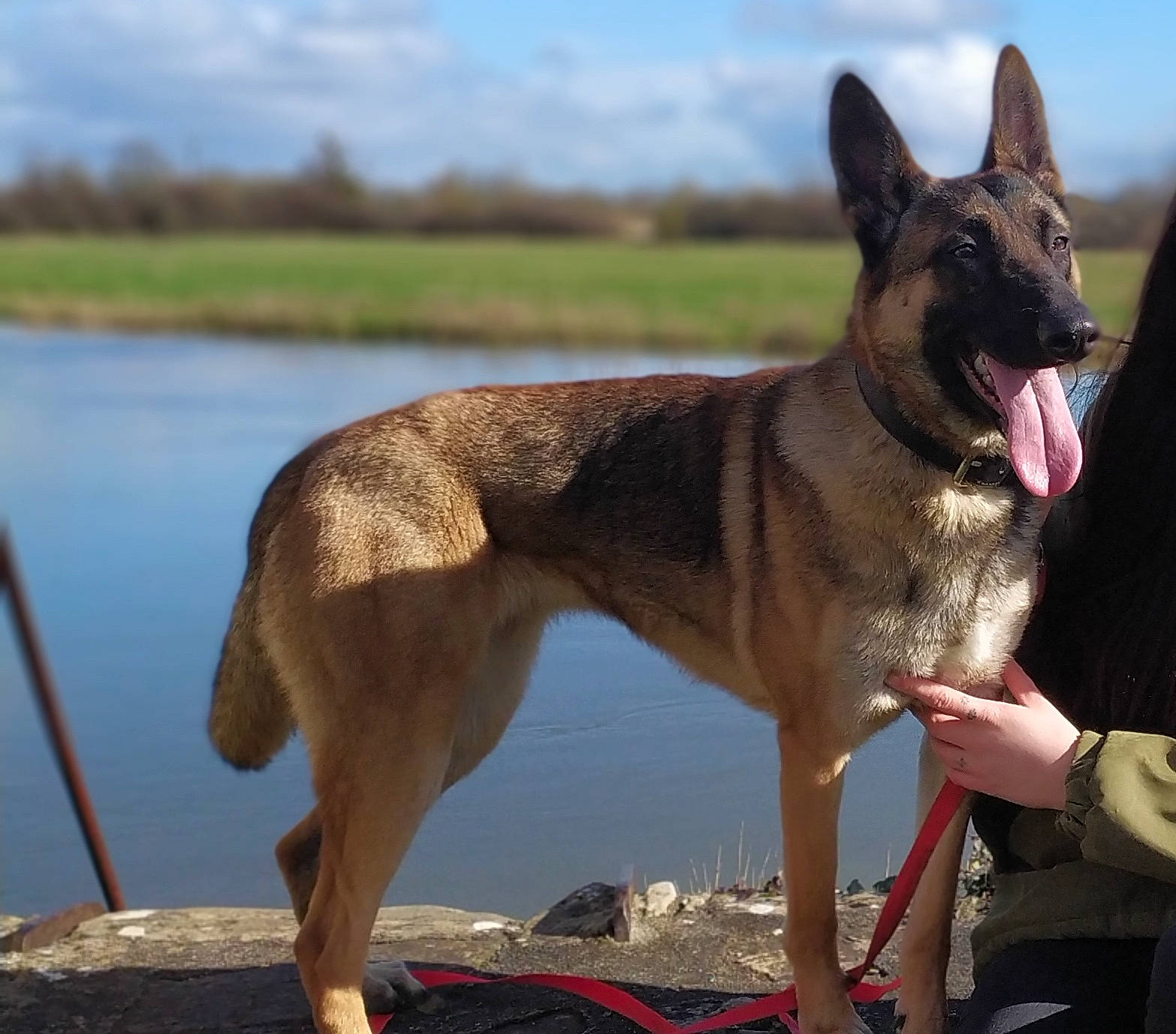 Nala a rejoint le concours — aidez-le/la à gagner de superbes lots ! belgian_shepherd, belgian_shepherd_malinois, canidae, carnivore, dog, dog_breed, east_european_shepherd, german_shepherd_dog, king_shepherd, kunming_wolfdog, mammal, old_german_shepherd_dog, police_dog, rare_breed_dog, shiloh_shepherd_dog, vertebrate, working_dog