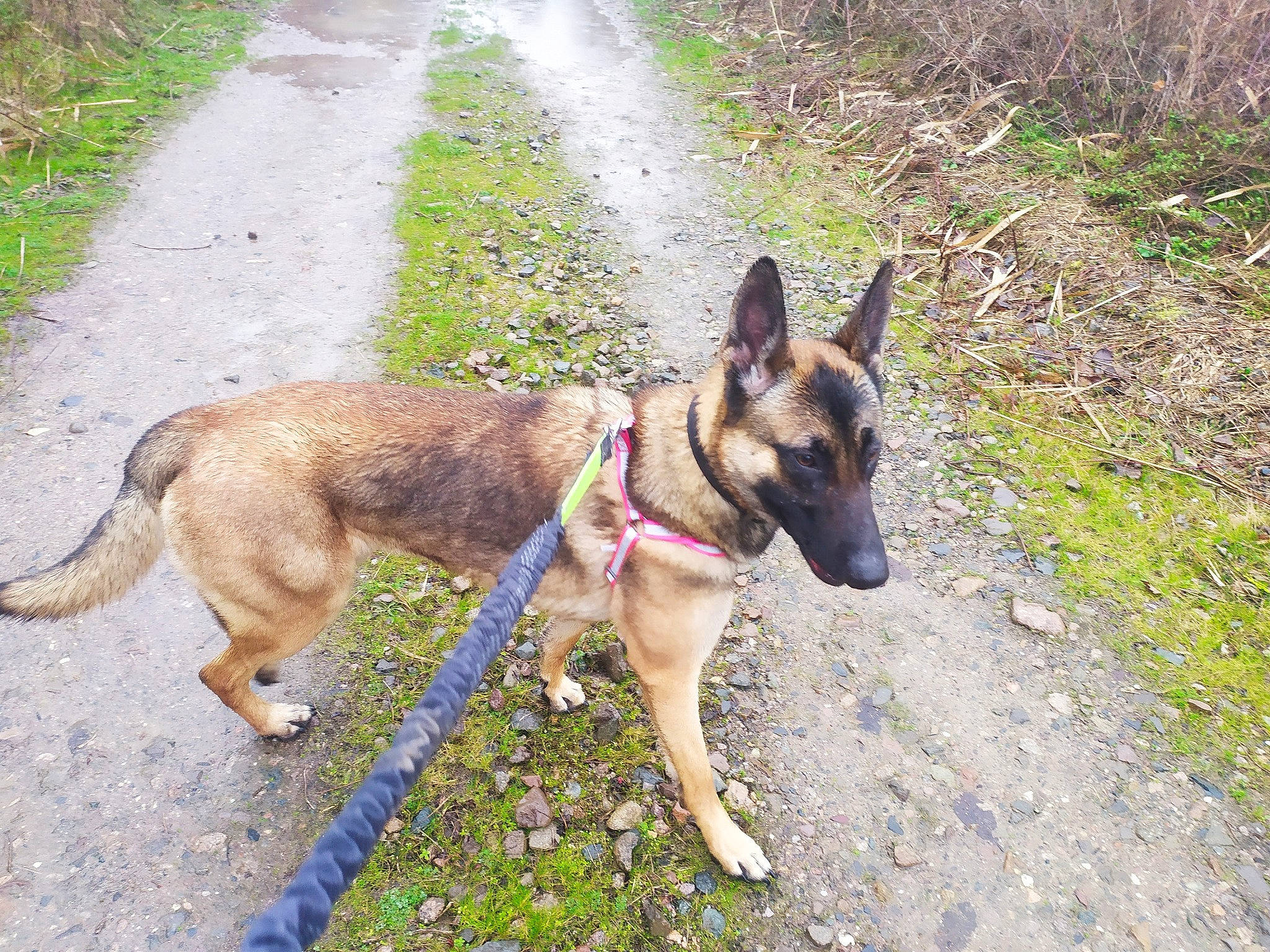 Nala a rejoint le concours — aidez-le/la à gagner de superbes lots ! belgian_shepherd, belgian_shepherd_malinois, canidae, carnivore, dog, dog_breed, east_european_shepherd, fawn, german_shepherd_dog, kunming_wolfdog, mammal, old_german_shepherd_dog, snout, vertebrate, working_dog