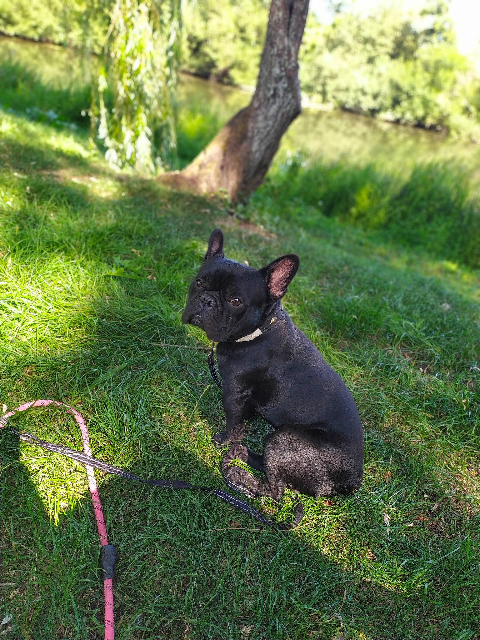 Rubens participe au concours pour gagner de l'argent avec cette photo : australian_kelpie, black_norwegian_elkhound, canidae, carnivore, companion_dog, dog, dog_breed, fawn, french_bulldog, grass, green, mammal, non_sporting_group, plant, schipperke, snout, sporting_group, tail, tree, vertebrate