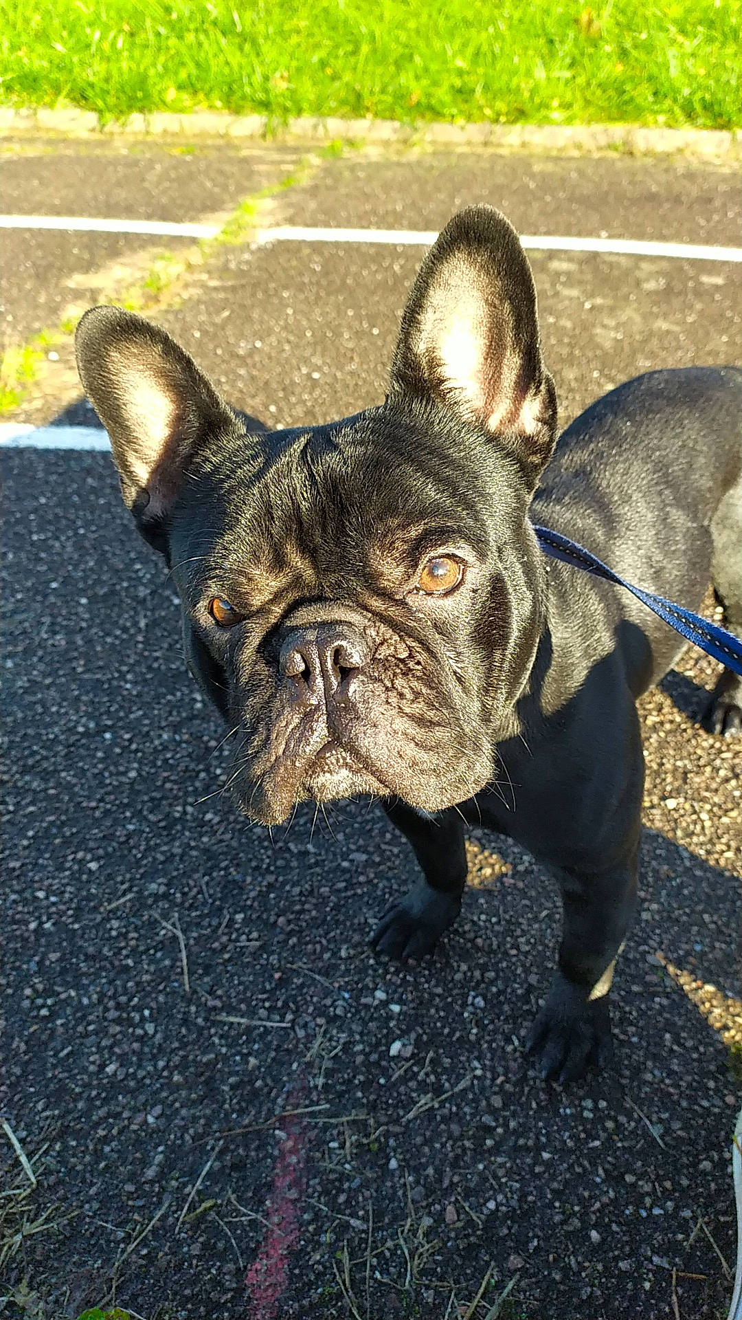 Rubens a rejoint le concours — aidez-le/la à gagner de superbes lots ! american_bulldog, bulldog, canidae, carnivore, companion_dog, dog, dog_breed, fawn, french_bulldog, mammal, molosser, non_sporting_group, old_english_bulldog, olde_english_bulldogge, pug, rare_breed_dog, snout, sporting_group, toy_bulldog, vertebrate