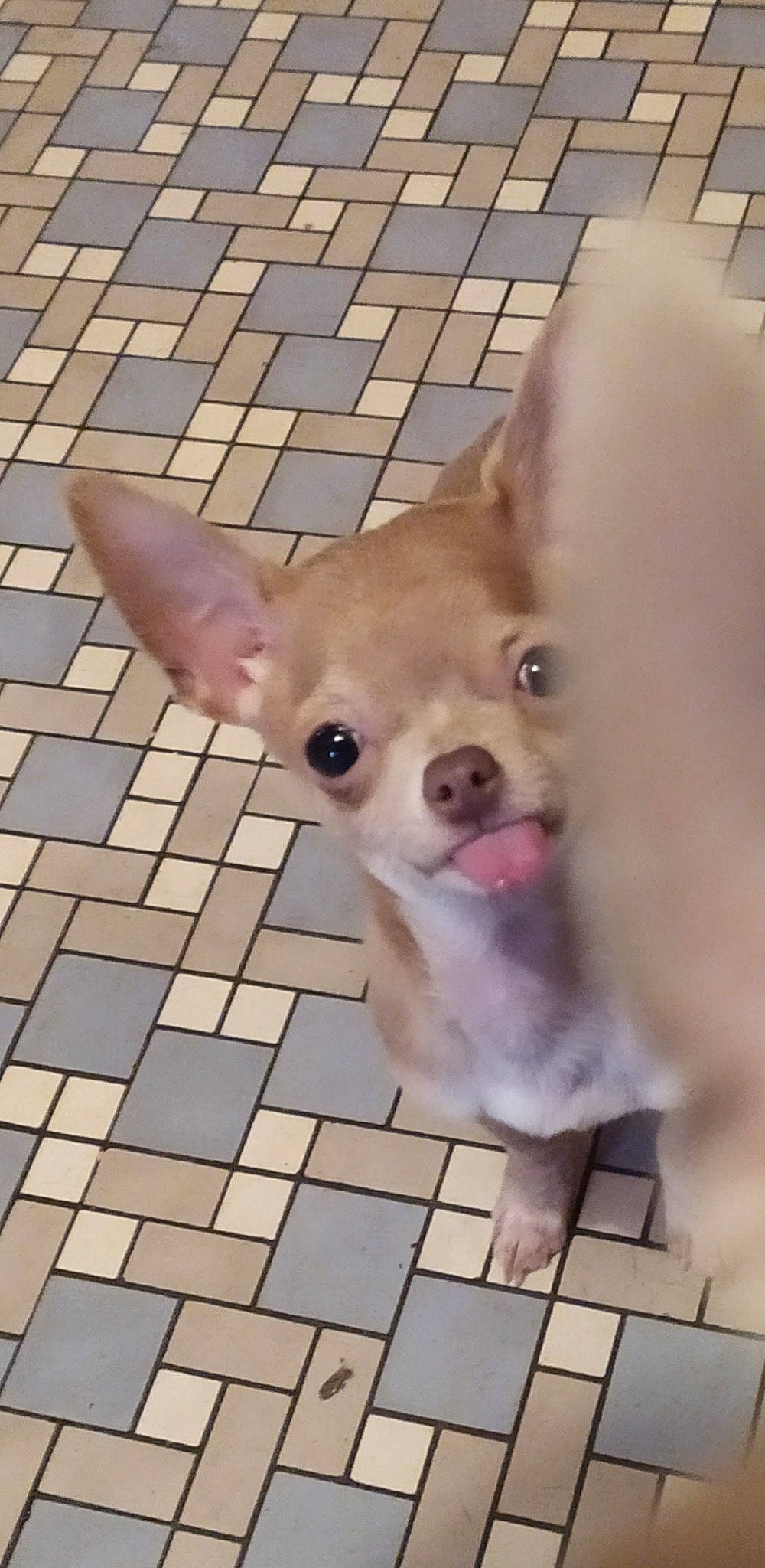 Julio participe au concours pour gagner de l'argent avec cette photo : canidae, carnivore, chihuahua, companion_dog, dog, dog_breed, ear, eye, fawn, french_bulldog, mammal, mouth, non_sporting_group, nose, puppy, snout, sporting_group, toy_dog, vertebrate, whiskers