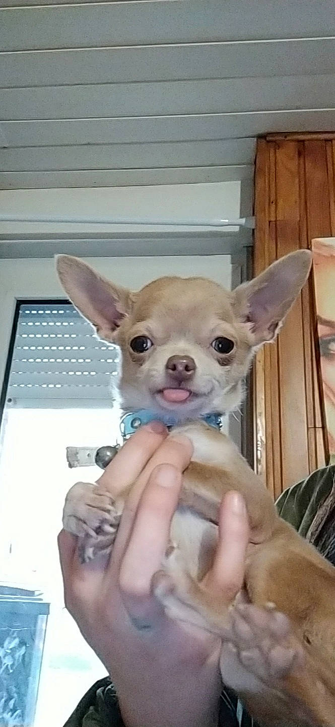 Julio a rejoint le concours — aidez-le/la à gagner de superbes lots ! canidae, carnivore, chihuahua, companion_dog, dog, dog_breed, ear, fawn, mammal, nose, puppy, snout, toy_dog, vertebrate, whiskers